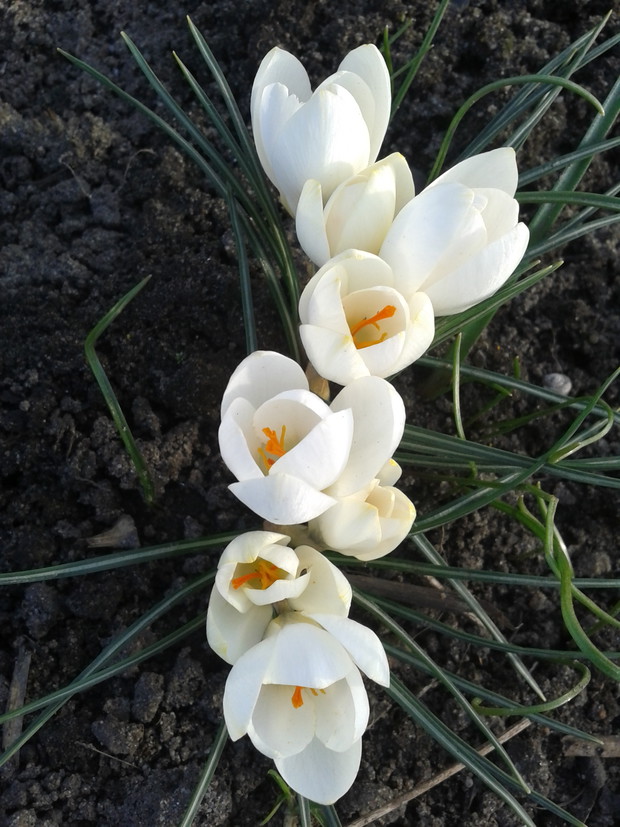 KROKUSY