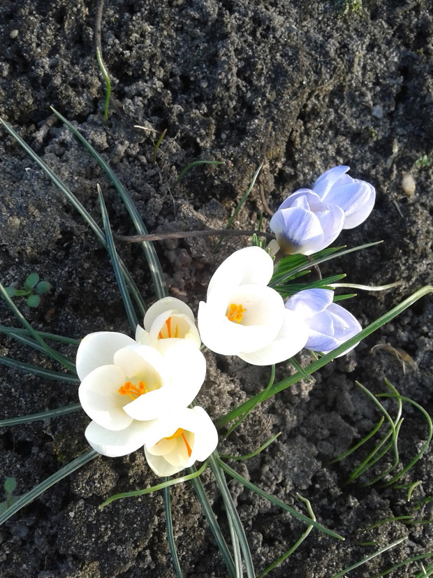 KROKUSY