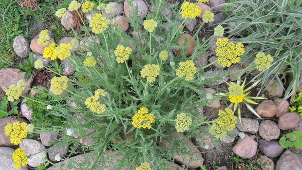 Krwawnik wiązówkowaty