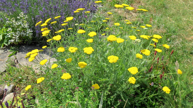 Krwawnik wiązówkowaty