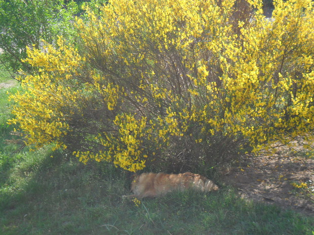 Krzew, który jest uwielbiany przez mojego pieska. Tak o niego dba, że pod nim nie ma trawy, bo go często plewi ;)
