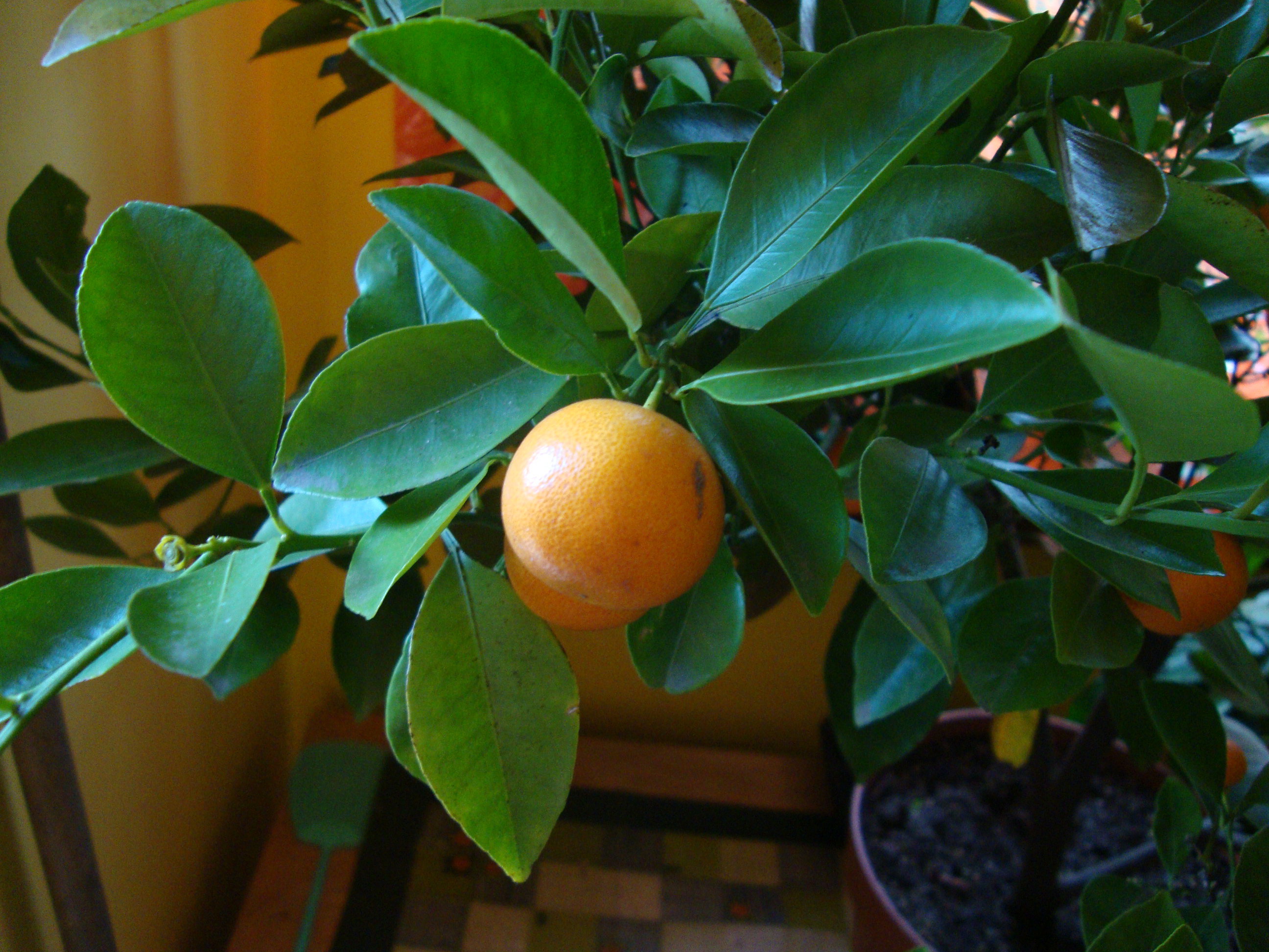 Krzewy odpoczywają od listopada do stycznia. Wtedy rzadziej je podlewam i nie zasilam żadnymi preparatami.