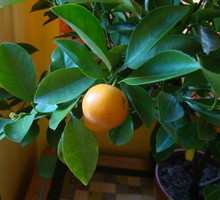 Krzewy odpoczywają od listopada do stycznia. Wtedy rzadziej je podlewam i nie zasilam żadnymi preparatami.