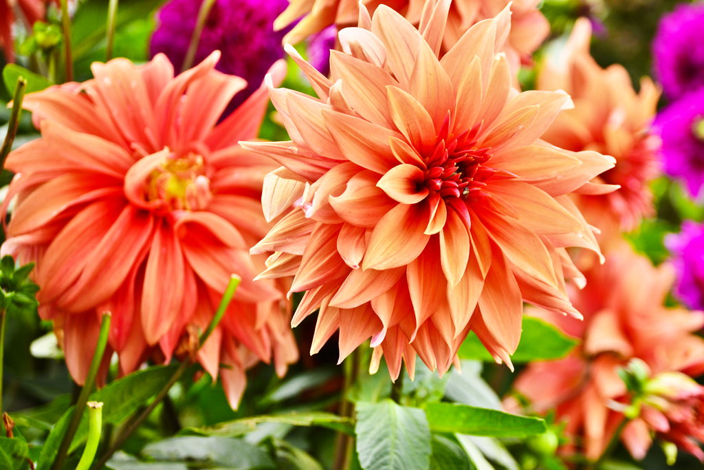 Kwiat dalii jest w rzeczywistości kwiatostanem złożonym z bardzo wielu drobnych kwiatów, wyglądających jak płatki