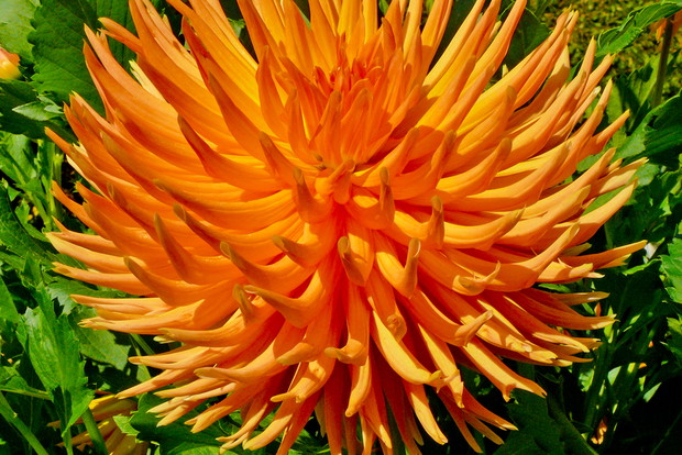 Kwiatostany dalii są najeżone wywiniętymi, języczkowymi kwiatami. Taki wygląd mają dalie kaktusowe i półkaktusowe
