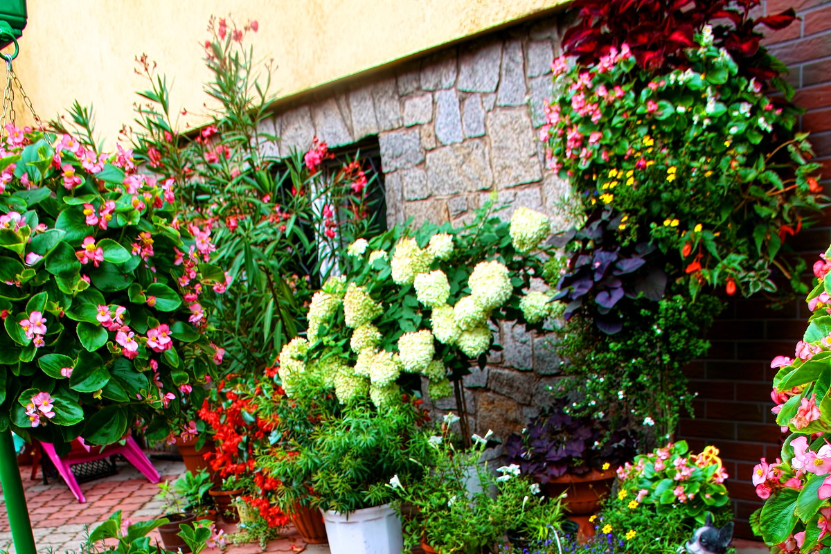 Kwiatowy zawrót głowy