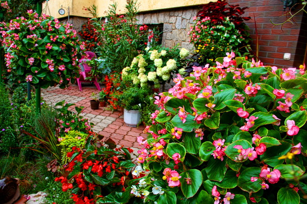 Kwiatowy zawrót głowy