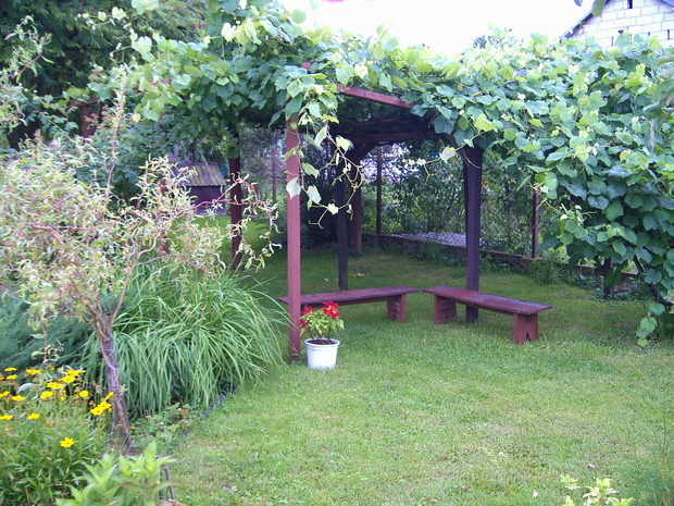 ławeczki pd winogronem