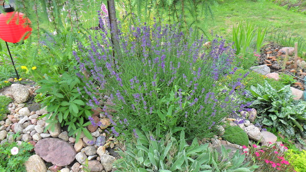 Lawenda, której kwiaty używam np. do babek ;)