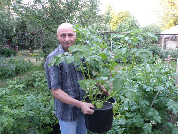 Łęty w doniczkach zwykle wyrastają wysokie