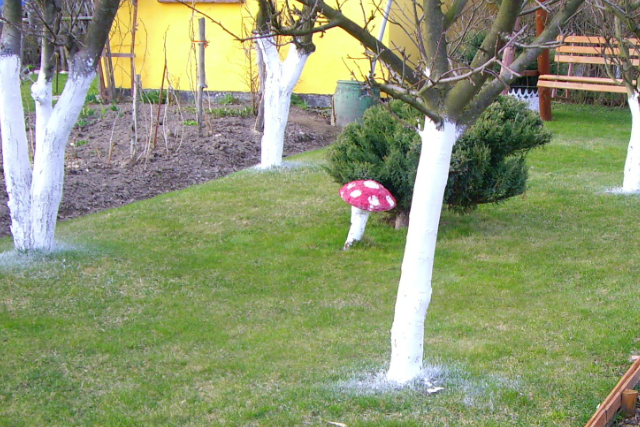 Malując pnie, szczególnie dokładnie pokryjmy je wapnem od strony południowej