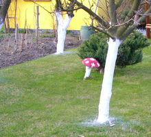 Malując pnie, szczególnie dokładnie pokryjmy je wapnem od strony południowej