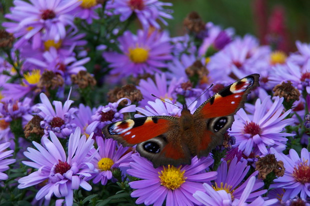 Marcinki, bylina jesieni