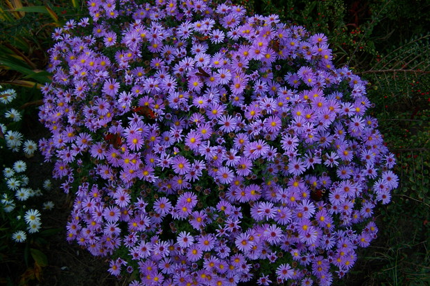 Marcinki całe w motylach ;)