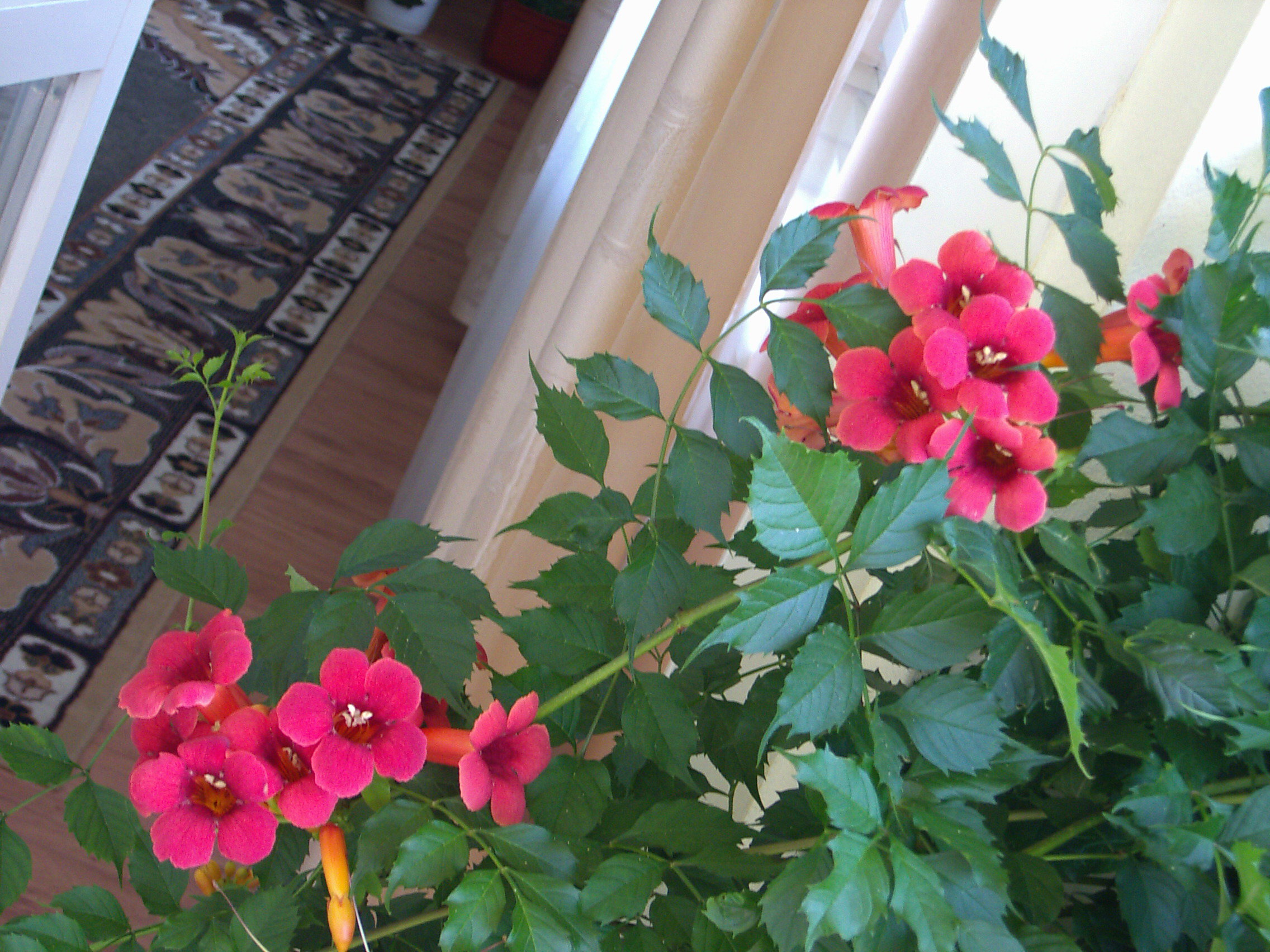 milin wdziera się wprost do mieszkania