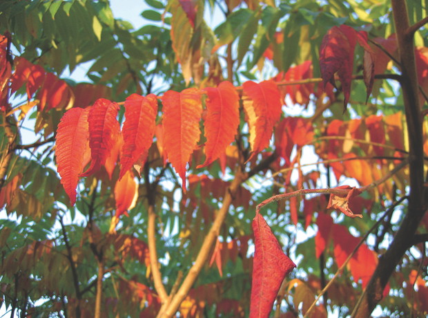 Mimo oryginalnego pokroju sumak octowiec często jest traktowany jak chwast za względu na uciążliwe odrosty korzeniowe.
