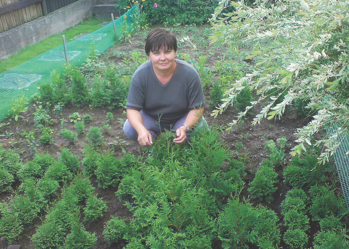 Młode krzewy uprawiam w gruncie przez 3 lata. Dopiero po tym czasie przesadzam je na stałe miejsce.