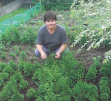 Młode krzewy uprawiam w gruncie przez 3 lata. Dopiero po tym czasie przesadzam je na stałe miejsce.