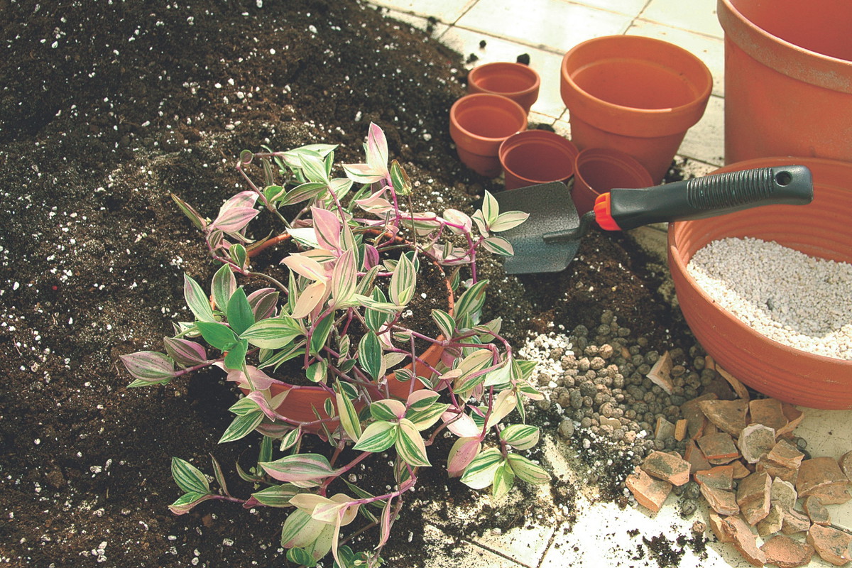 Młode okazy przesadzam na ogół co roku, natomiast starsze zazwyczaj co dwa, cztery lata.