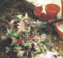 Młode okazy przesadzam na ogół co roku, natomiast starsze zazwyczaj co dwa, cztery lata.