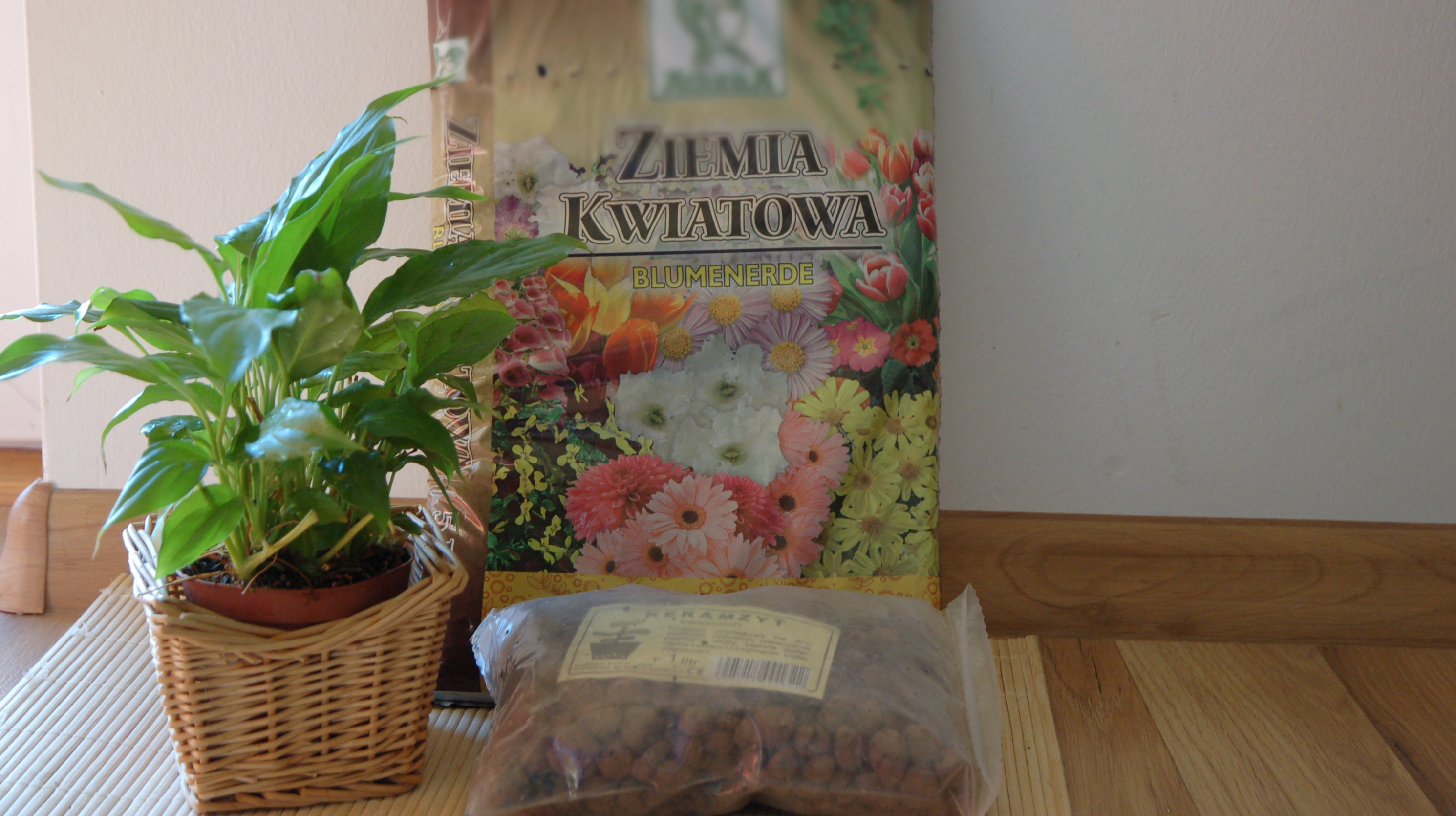 Młode rośliny przesadzamy raz w roku, natomiast starsze co 2–3 lata.