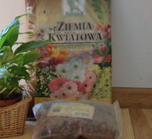 Młode rośliny przesadzamy raz w roku, natomiast starsze co 2–3 lata.