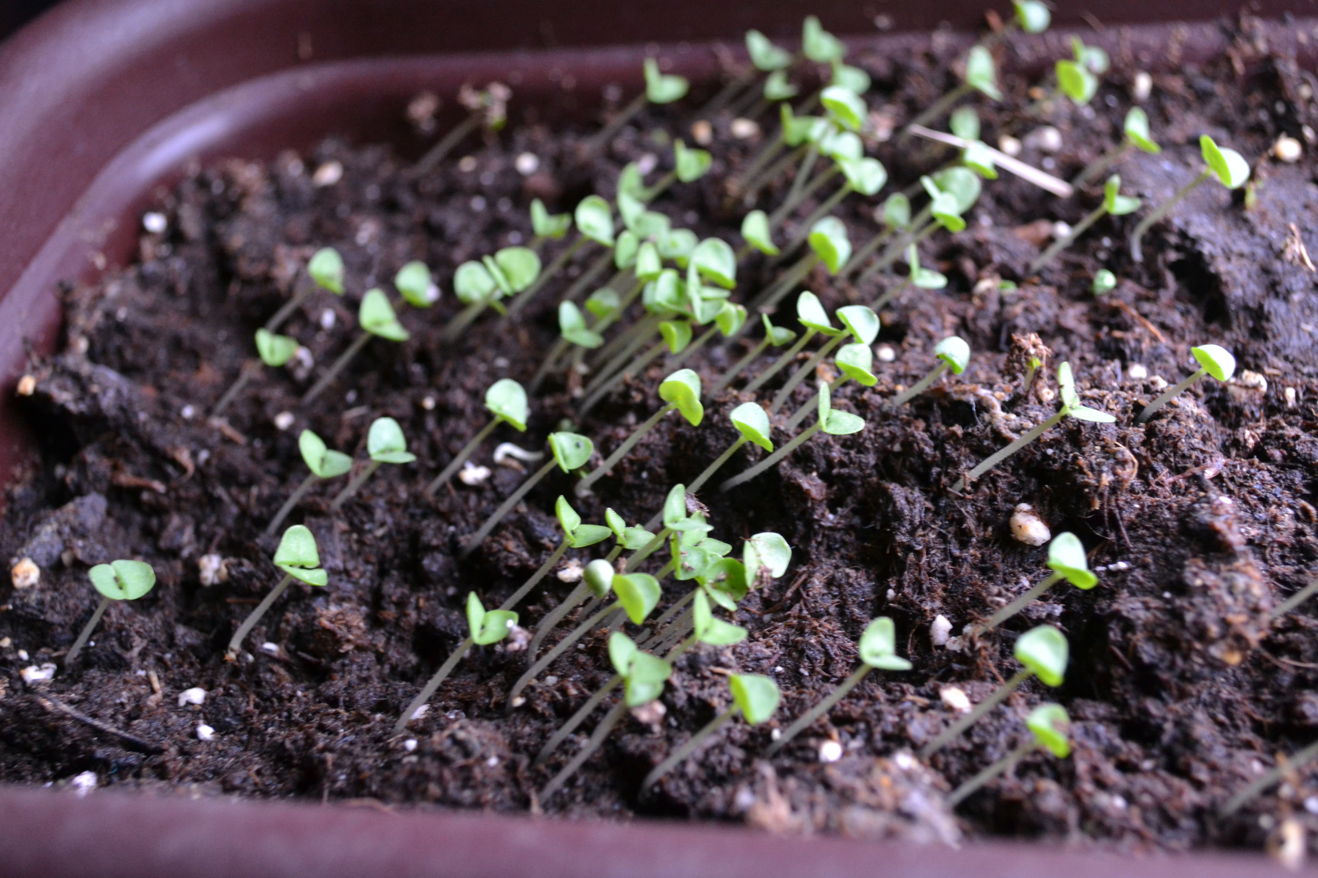 Młode siewki należy przepikować do większych doniczek