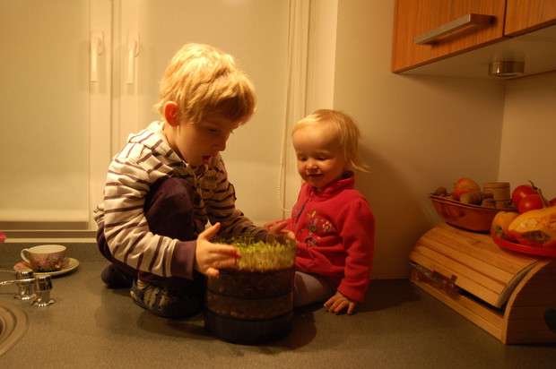 Moje pociechy z wielkim zainteresowaniem codziennie sprawdzają stan nasion