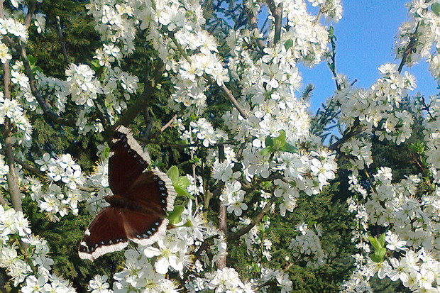 motyl na wiśni