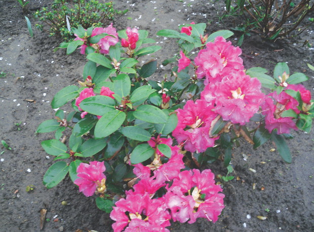 Najlepsze pH gleby dla różaneczników to 4,5-5.