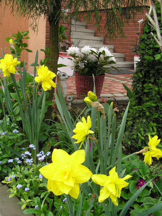 narcyz pelny  "Golden Ducat"