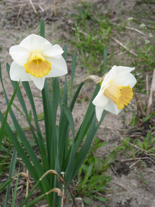 Narcyzy 
