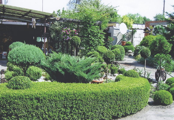 Nasz 10-letni żywopłot. Krzewy posadziliśmy naprzemiennie w dwóch rzędach.