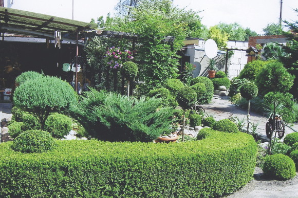 Nasz 10-letni żywopłot. Krzewy posadziliśmy naprzemiennie w dwóch rzędach.