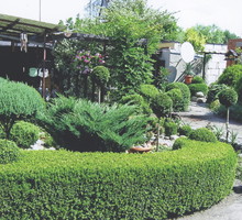 Nasz 10-letni żywopłot. Krzewy posadziliśmy naprzemiennie w dwóch rzędach.