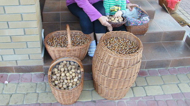 Nasza czytelniczka i jej wnuczek przy ostatnich zbiorach.