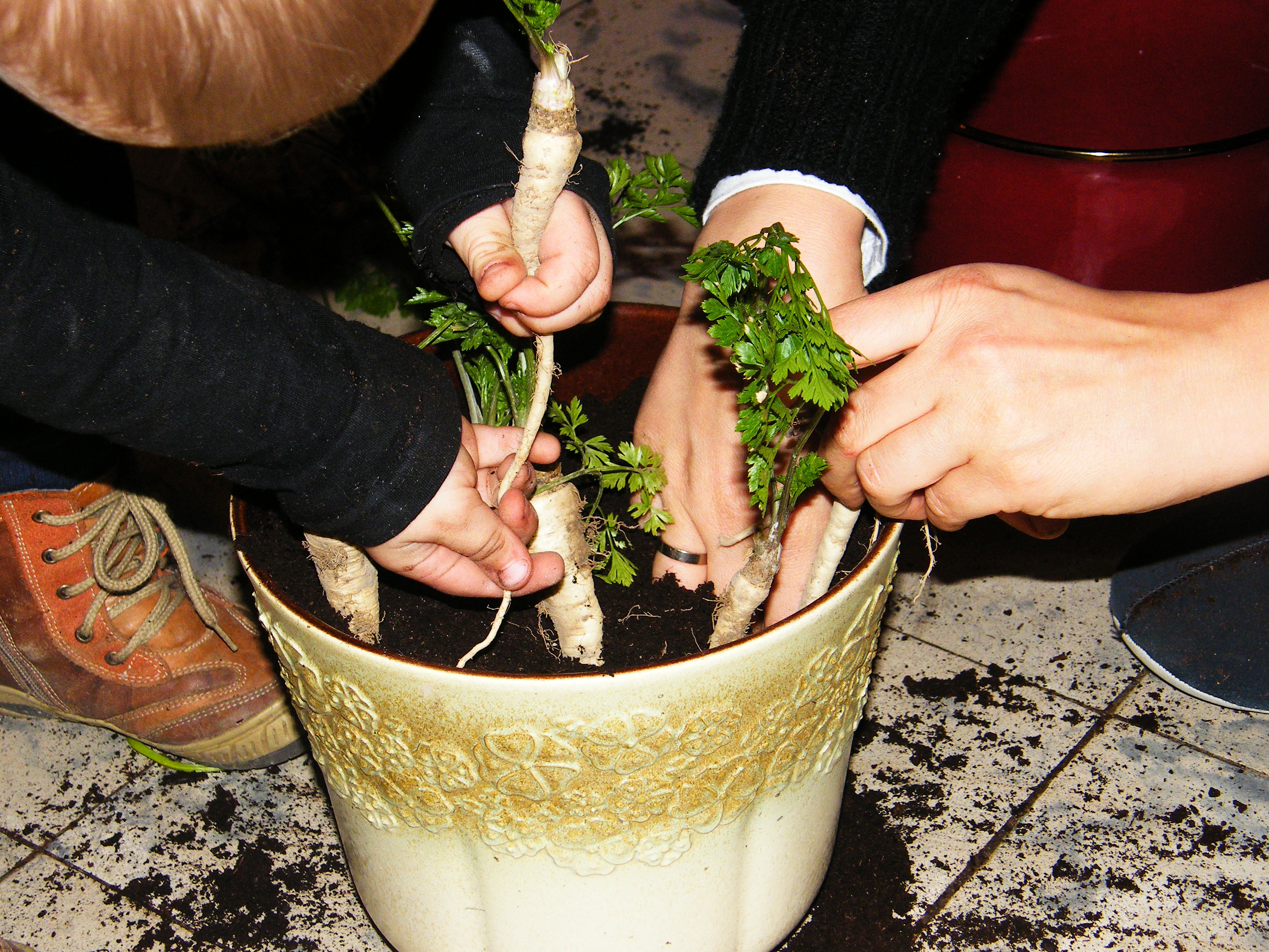 Natka i szczypiorek po ok. 10 dniach od wsadzenia są gotowe do zjedzenia.