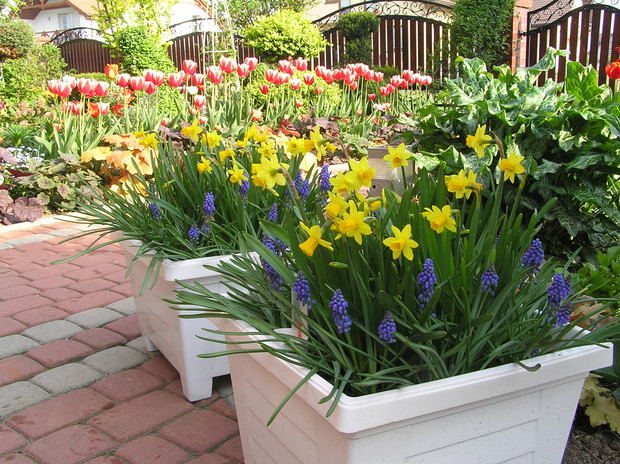 niebieskie szafirki w połączeniu z miniaturowymi narcyzami