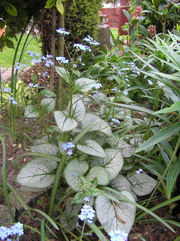niewybredne brunnery szerokolistne  'Looking Glass"