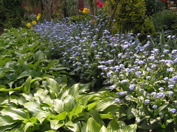 Niezapominajki
to są kwiatki z bajki!
Rosną nad potoczkiem,
patrzą rybim oczkiem.

Gdy się płynie łódką,
Śmieją się cichutko
I szepcą mi skromnie:
„Nie zapomnij o mnie”.