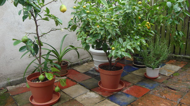 Od maja do września moje drzewka tworzą przed domem cytrusowy zakątek.