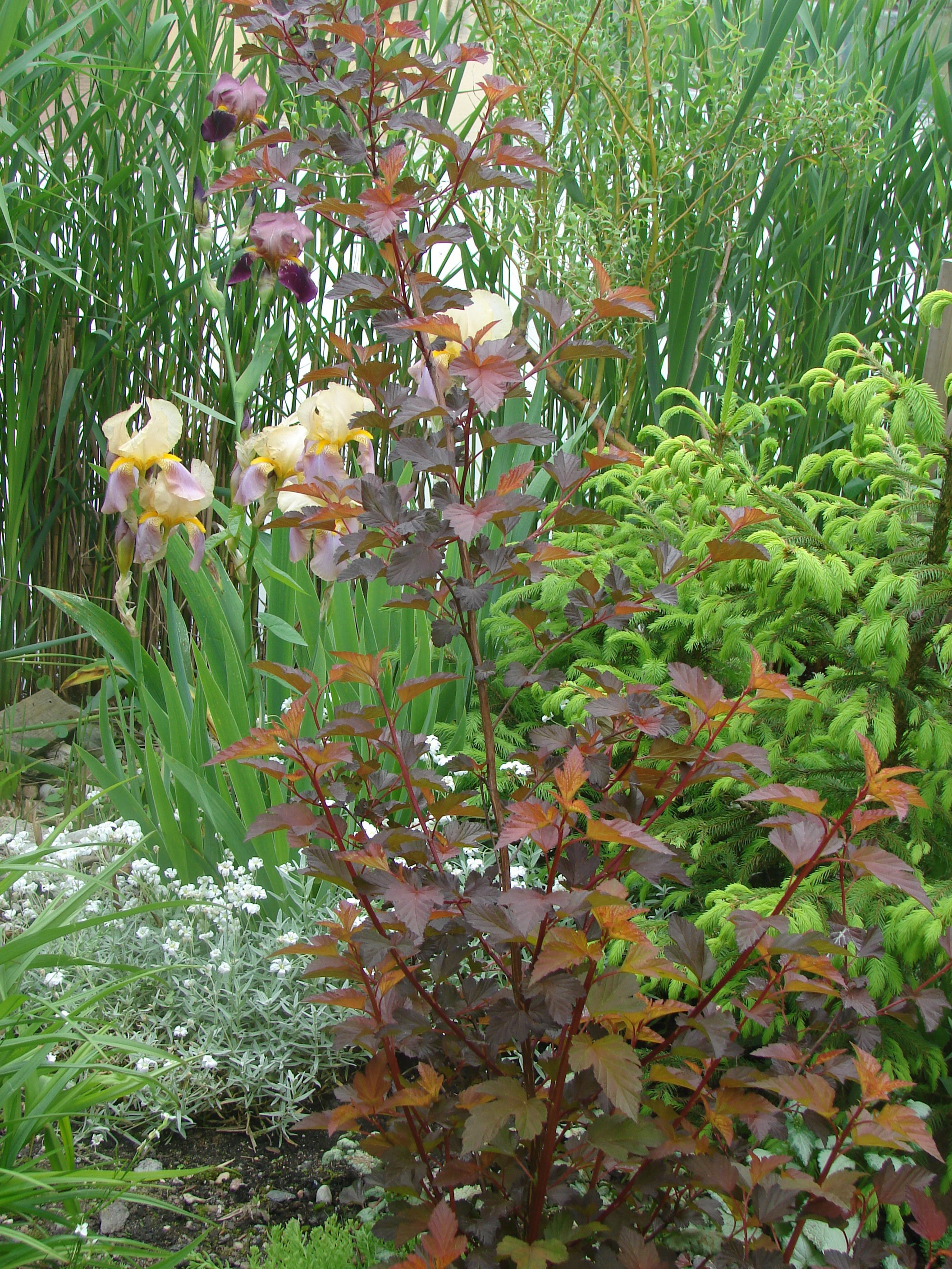 Odmiana 'Diable d’or' dorasta do 2 m wysokości.