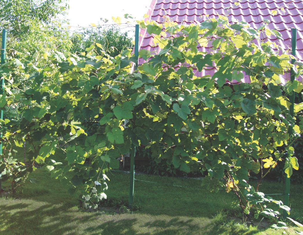 Opryski rozpoczynamy, gdy na pędach pojawi się 6-8 liści. Jeśli mamy wilgotną i deszczową wiosnę, przeprowadzamy je aż do pojawienia się kwiatów.