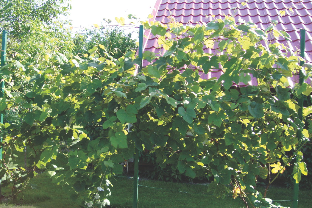 Opryski rozpoczynamy, gdy na pędach pojawi się 6-8 liści. Jeśli mamy wilgotną i deszczową wiosnę, przeprowadzamy je aż do pojawienia się kwiatów.