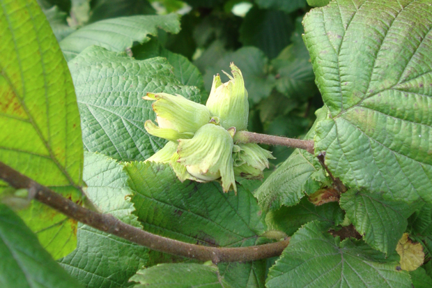 Orzechy zawiązują się, gdy pyłek unoszony przez wiatr dostaje się do kwiatów żeńskich.