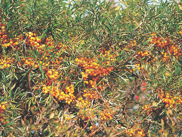 Owoce rokitnika mają kwaśno-cierpki smak. Gdy jednak przemarzną, stają się słodkie. Zawierają dużo witaminy E.