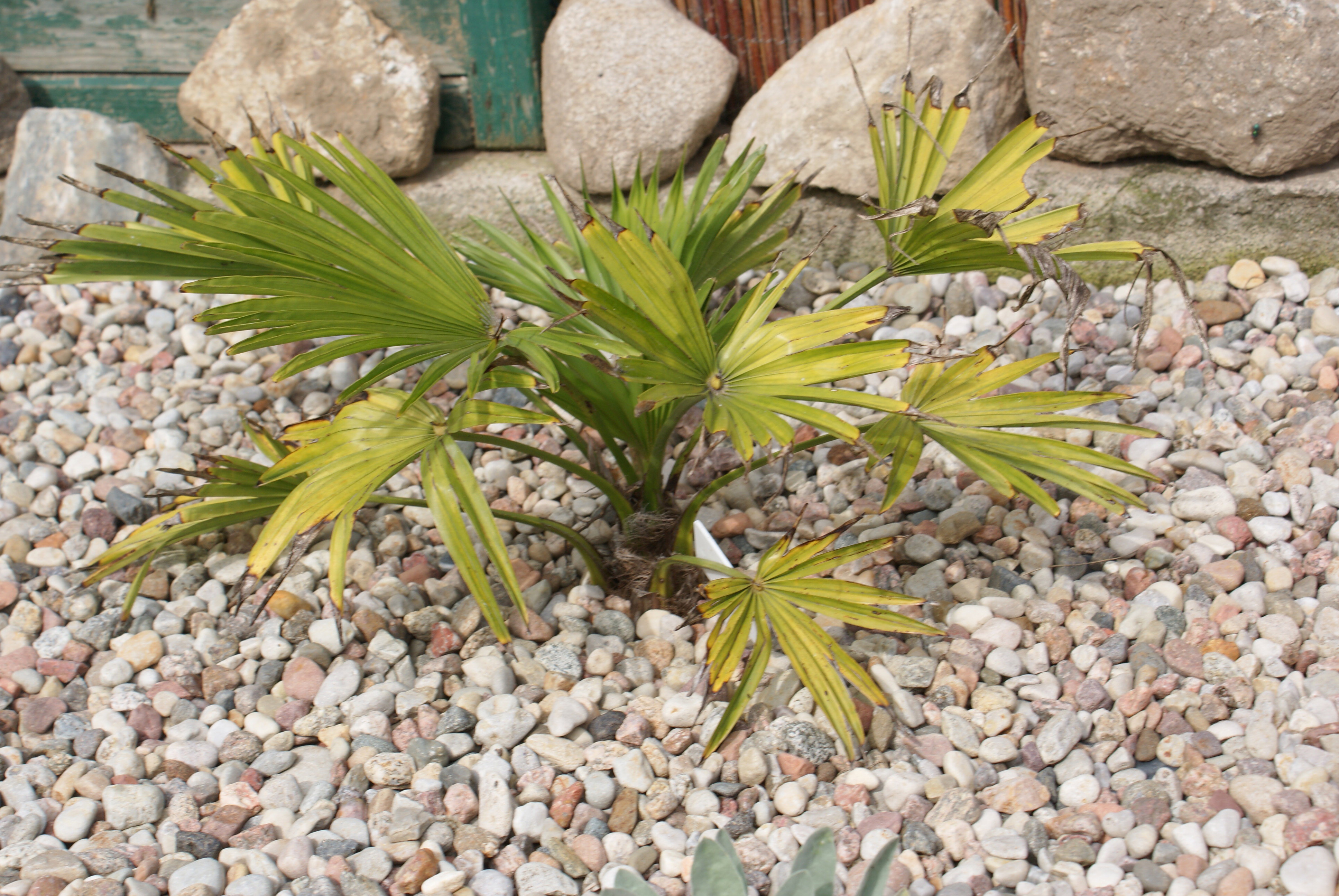 Ozdobą rośliny są ciemnozielone liście w kształcie dużych wachlarzy.   