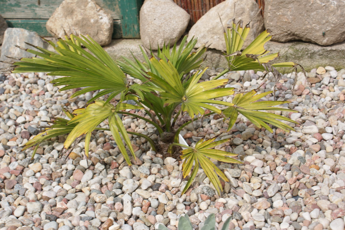 Ozdobą rośliny są ciemnozielone liście w kształcie dużych wachlarzy.