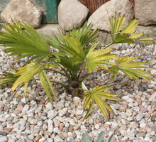 Ozdobą rośliny są ciemnozielone liście w kształcie dużych wachlarzy.