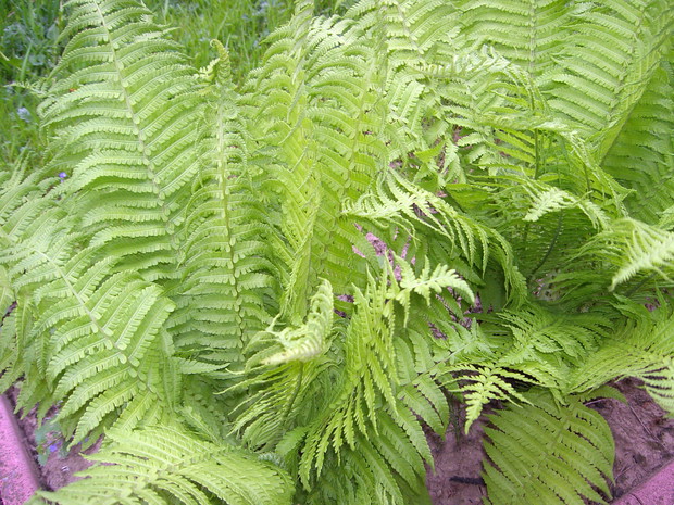 paprocie lubią cień